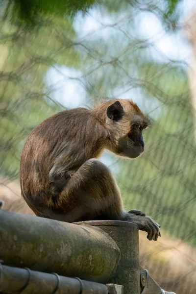 Tiro Foco Raso Macaco Vervet Sentado Pilha Metal Velho Com — Fotografia de Stock