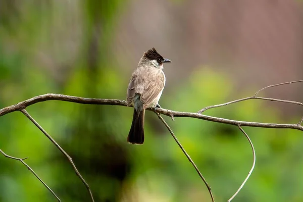 Uccello Bulbul Dalla Testa Fuliggine Appollaiato Ramo Albero Uno Sfondo — Foto Stock