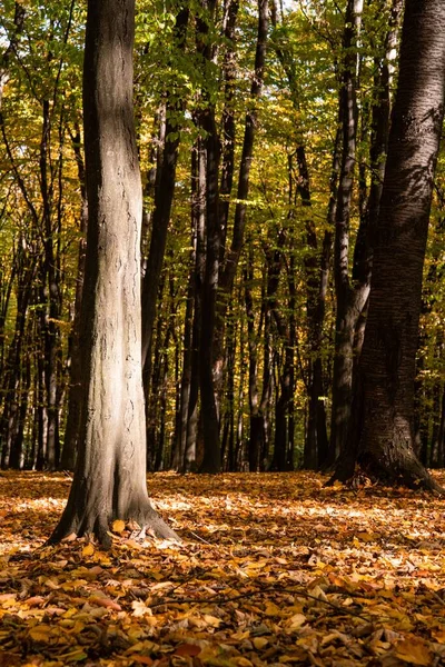 Вертикальний Постріл Всередині Лісу Восени — стокове фото