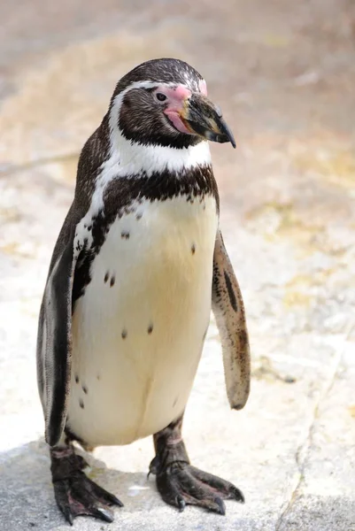 Pingüino Feliz Humboldt Caminando Zoológico Vertical Cerca —  Fotos de Stock