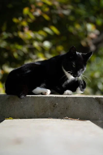 Vertical Shot Black Fluffy Cat Laying Comfortably Stone Blurred Background — Stock Photo, Image