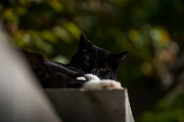 Seekor Kucing Hitam Dan Putih Menikmati Cuaca Cerah Atas Batu — Stok Foto