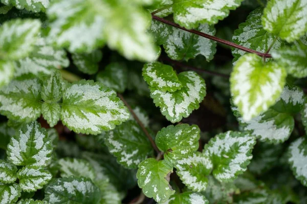 Closeup Selective Focus Green Leaves Pattern White Accents Garden — Stock Photo, Image