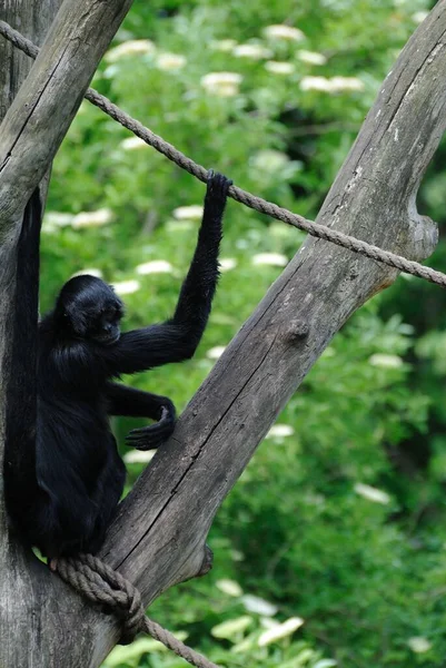 Black Siamang Playing Alone Zoo Climbs Tree Vertical — Stock Photo, Image