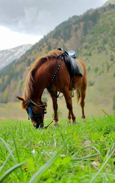 Cavalo Finlandês Com Badle Pastando Grama Verde Com Colinas Verdes — Fotografia de Stock