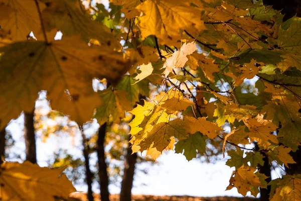 Een Close Van Herfstbladeren — Stockfoto