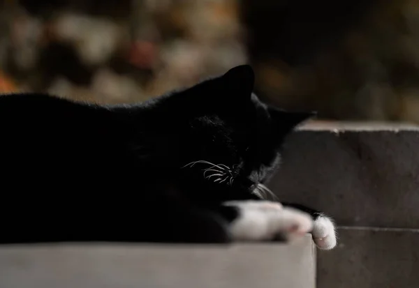 Черно Белая Кошка Наслаждается Солнечной Погодой Камне — стоковое фото