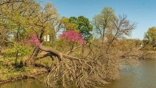 Aside of colorful trees and old trees falling on the pond under blue sky in  Osaka Garden, Chicago