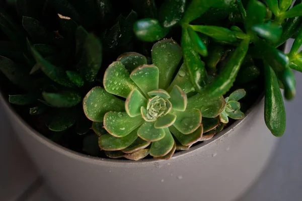 Närbild Skott Grön Echeveria Växer Potten — Stockfoto