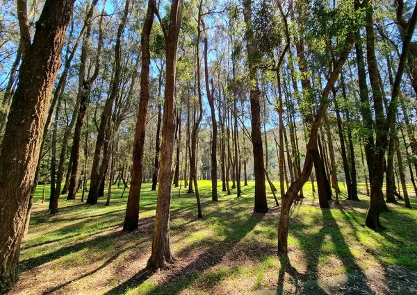 Belo Tiro Uma Floresta Cheia Árvores Altas Durante Dia — Fotografia de Stock