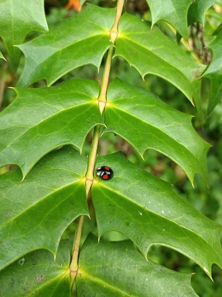 Una Vista Cerca Escarabajo Mariquita Una Hoja Verde Brillante — Foto de Stock