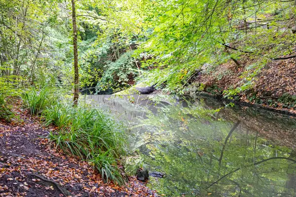 Reflexo Das Árvores Rio Beira Uma Pequena Queda — Fotografia de Stock