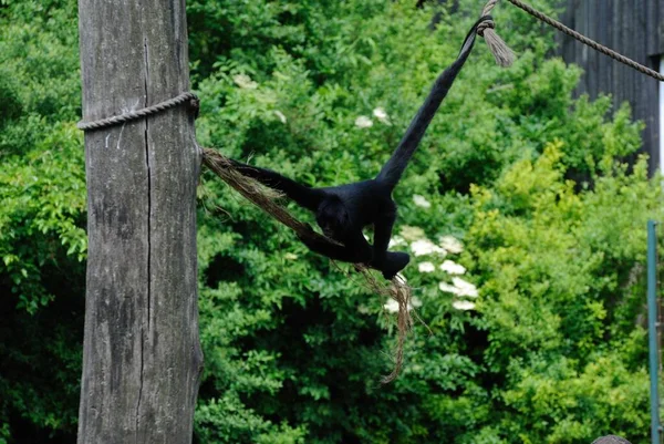 Black Siamang Playing Alone Zoo Climbs Tree — Stock Photo, Image