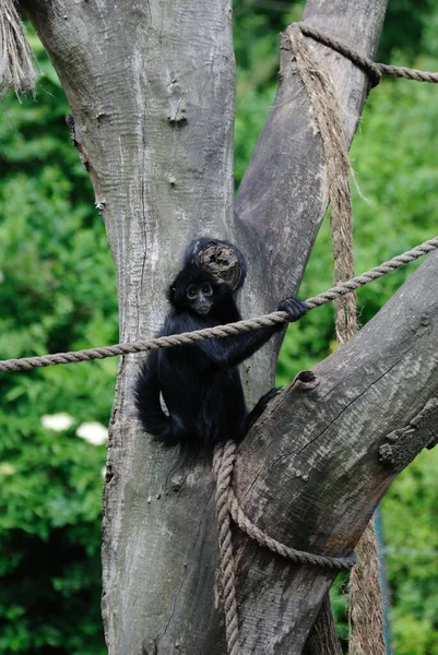 Black Siamang Playing Alone Zoo Climbs Tree Vertical — Stock Photo, Image