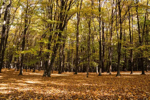 Прекрасний Знімок Зсередини Лісу Восени — стокове фото