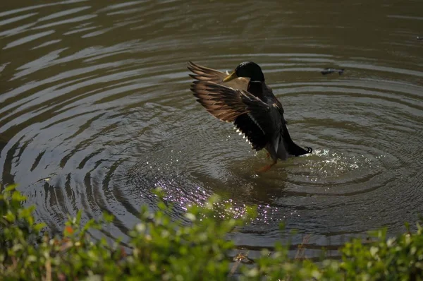 マガモのアナス プラティリンチョは水面に羽を広げ — ストック写真