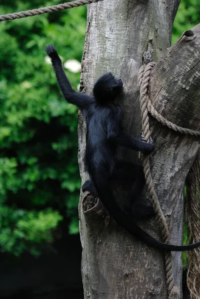 Siamang Preto Brincando Sozinho Zoológico Sobe Uma Árvore Vertical — Fotografia de Stock