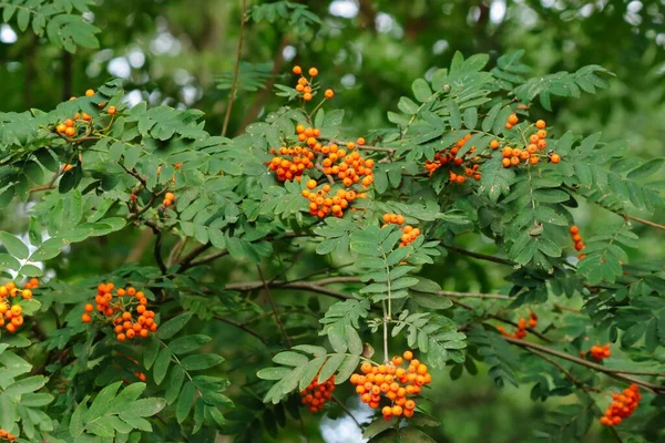 Eine Nahaufnahme Der Eberesche Sorbus Aucuparia — Stockfoto