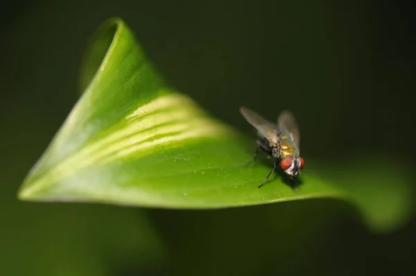 Ένα Κοντινό Πλάνο Της Μύγας Στο Πράσινο Φύλλο Λουκία Σερικάτα — Φωτογραφία Αρχείου
