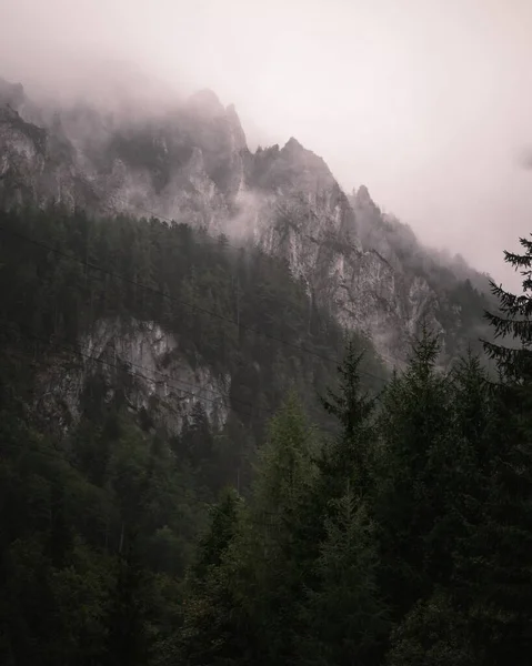 Mystické Mlhavé Počasí Nad Hustým Zeleným Jedlovým Lesem — Stock fotografie