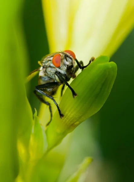 Κάθετη Μακροσκοπική Άποψη Μιας Μύγας Housefly Στο Πράσινο Φύλλο — Φωτογραφία Αρχείου