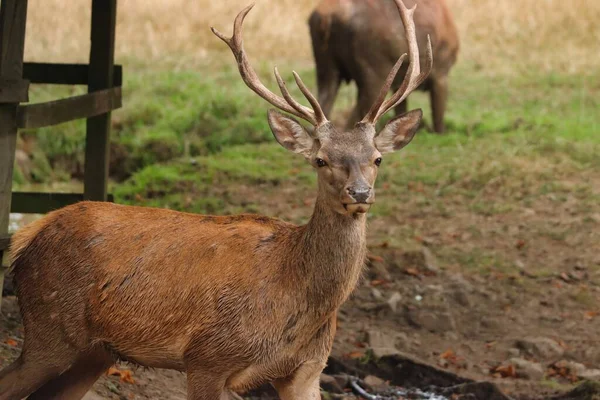 Cerf Marche Sur Terrain Herbeux — Photo