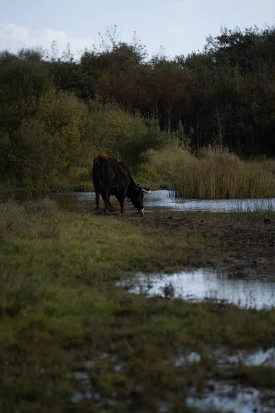 Fotografie Verticală Unei Vaci Care Bea Apă Dintr Iaz Copaci — Fotografie, imagine de stoc