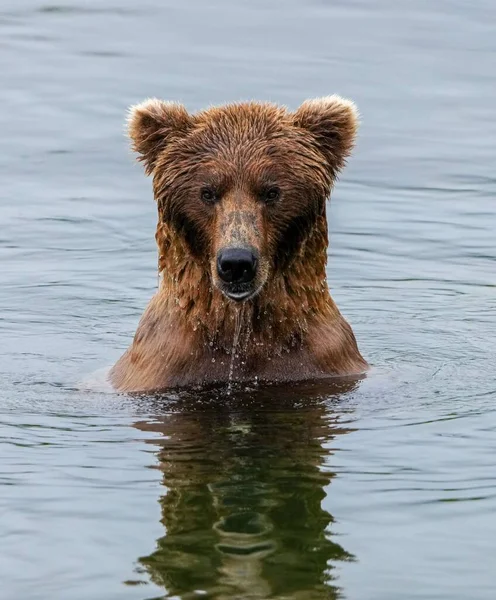 Μια Κάθετη Λήψη Μιας Υγρής Καφέ Αρκούδας Που Στέκεται Ένα — Φωτογραφία Αρχείου