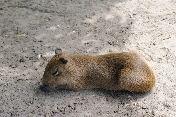 Capybara Ligger Marken Närbild — Stockfoto