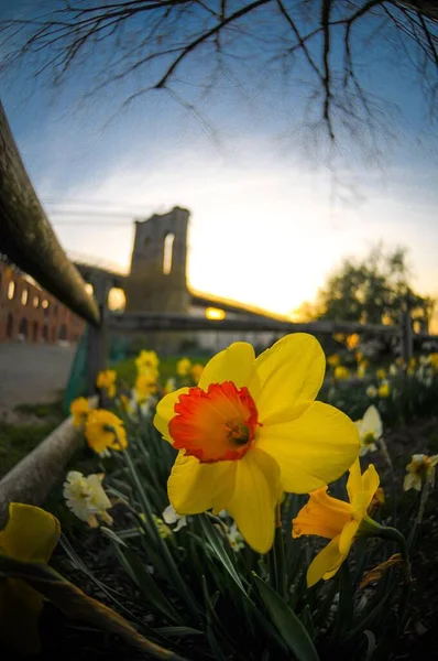 Een Verticale Close Van Narcissus Pseudonarcissus Algemeen Bekend Als Wilde — Stockfoto