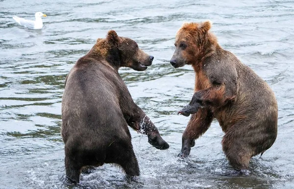 Een Paar Bruine Grizzly Beren Vechten Een Stromende Rivier — Stockfoto