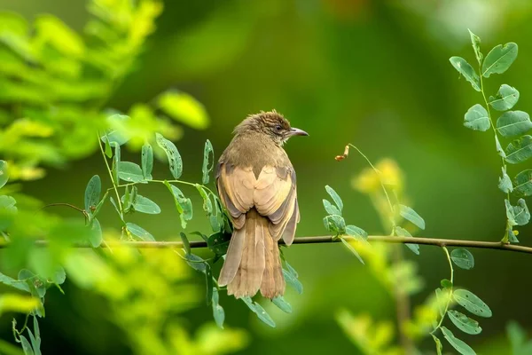 Olivbevingad Bulbul Som Sitter Trädgren Mot Suddig Bakgrund — Stockfoto