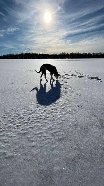 Pionowy Ujęcie Psa Jego Cień Stojący Zamarzniętym Jeziorze — Zdjęcie stockowe
