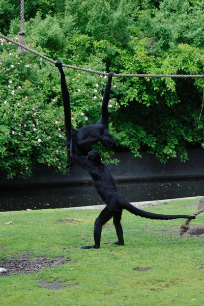 Thr Siamangs Noirs Jouant Dans Zoo Suspendus Une Corde Verticale — Photo
