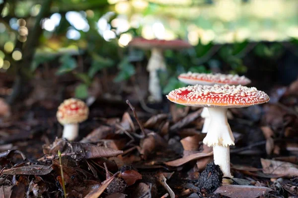 Beautiful Fly Mushrooms Autumn Forest — Stock Photo, Image