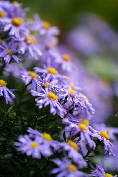 Colpo Verticale Dei Fiori Bagnati Astri Viola Uno Sfondo Sfocato — Foto Stock