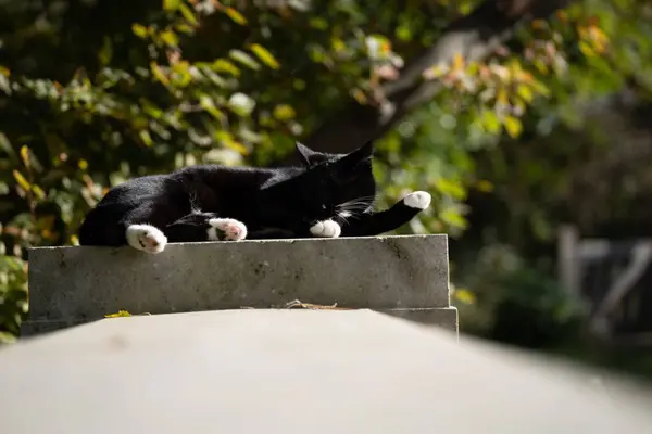 Czarno Biały Kot Cieszący Się Słoneczną Pogodą Kamieniu Czyszczący Się — Zdjęcie stockowe