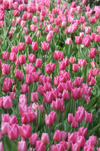 Eine Vertikale Nahaufnahme Von Rosa Tulpen Garten — Stockfoto