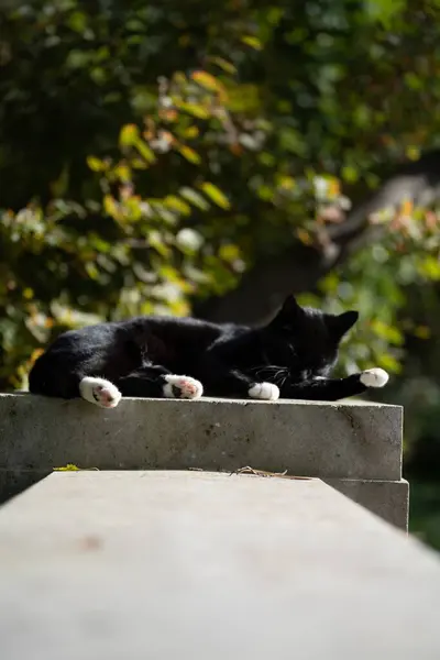 Черно Белая Кошка Наслаждающаяся Солнечной Погодой Камне Чистящая Себя — стоковое фото