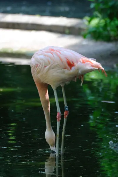 Flamingo Lago Procura Comida Vertical — Fotografia de Stock