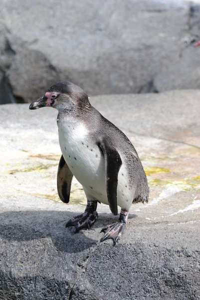 Ένας Χαρούμενος Humboldt Πιγκουίνος Περπατά Στο Ζωολογικό Κήπο Κάθετα Κοντινά — Φωτογραφία Αρχείου