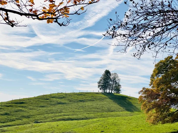 青い空に対して丘の上に絵の木と牧歌的な風景 — ストック写真