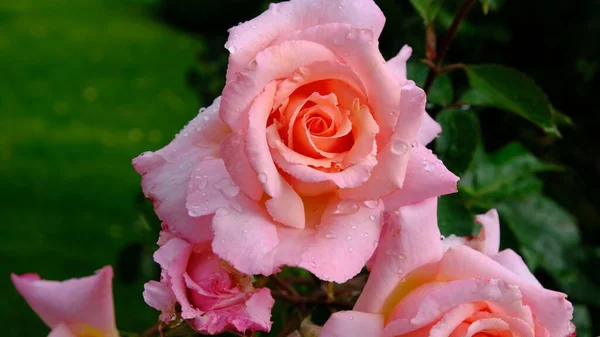 一朵艳丽的粉红玫瑰的特写 — 图库照片