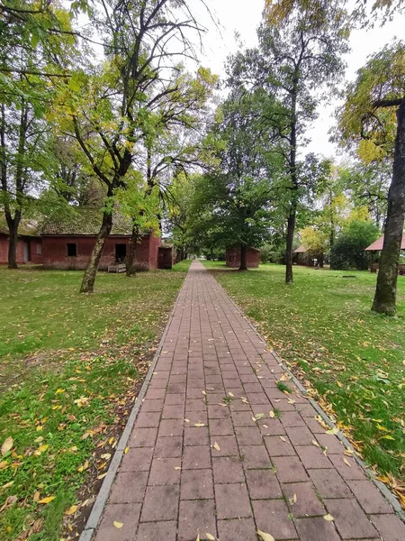 公園内に木のある草原公園の石瓦の床 — ストック写真