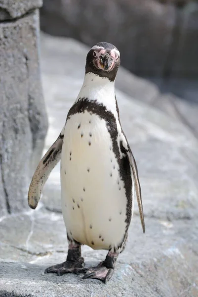 Šťastný Humboldt Tučňák Procházka Zoo Vertikální Close — Stock fotografie