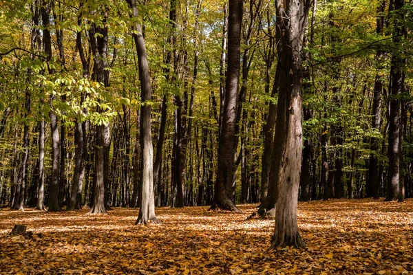 Прекрасний Знімок Зсередини Лісу Восени — стокове фото