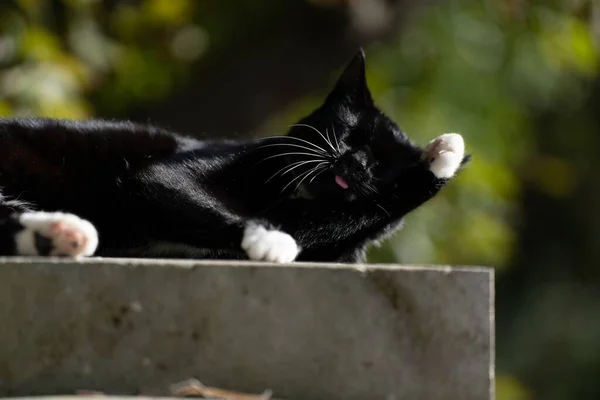 Gato Preto Branco Desfrutando Tempo Ensolarado Uma Pedra Limpando — Fotografia de Stock