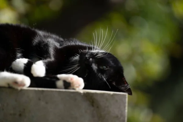 Gato Preto Branco Desfrutando Tempo Ensolarado Uma Pedra Limpando — Fotografia de Stock