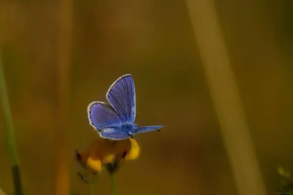 Ένα Κοντινό Πλάνο Από Μια Μπλε Πεταλούδα Ένα Λουλούδι — Φωτογραφία Αρχείου
