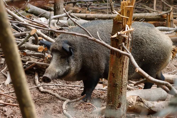 Sebuah Foto Close Seekor Babi Hutan Sue Scrofa Yang Sedang — Stok Foto